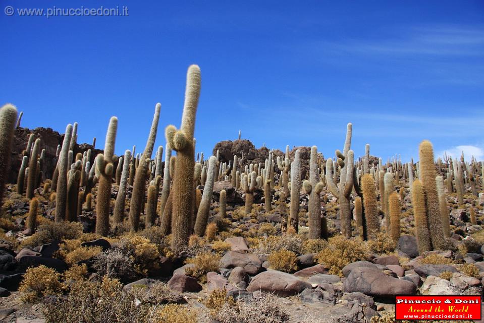 BOLIVIA 2 - Isla Los Pescados - 07.jpg